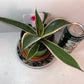 Variegated Century Agave Plant potted I Drought Tolerant Succulent I Only one