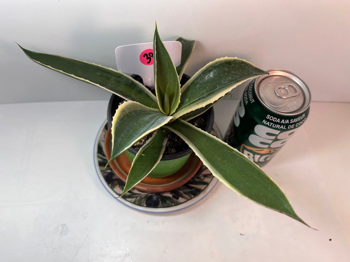 Variegated Century Agave Plant potted I Drought Tolerant Succulent I Only one