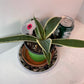Variegated Century Agave Plant potted I Drought Tolerant Succulent I Only one