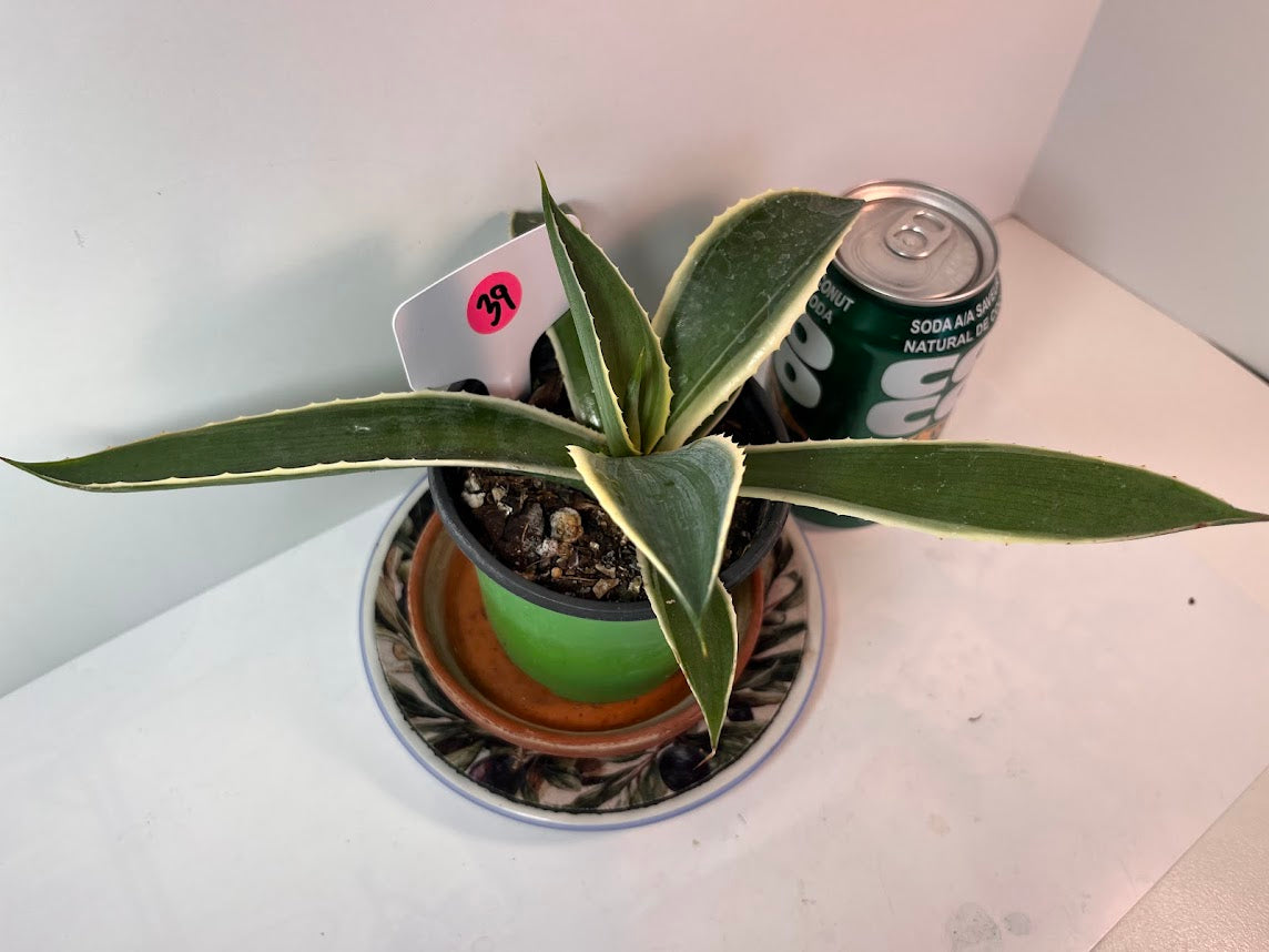 Variegated Century Agave Plant potted I Drought Tolerant Succulent I Only one
