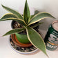 Variegated Century Agave Plant potted I Drought Tolerant Succulent I Only one