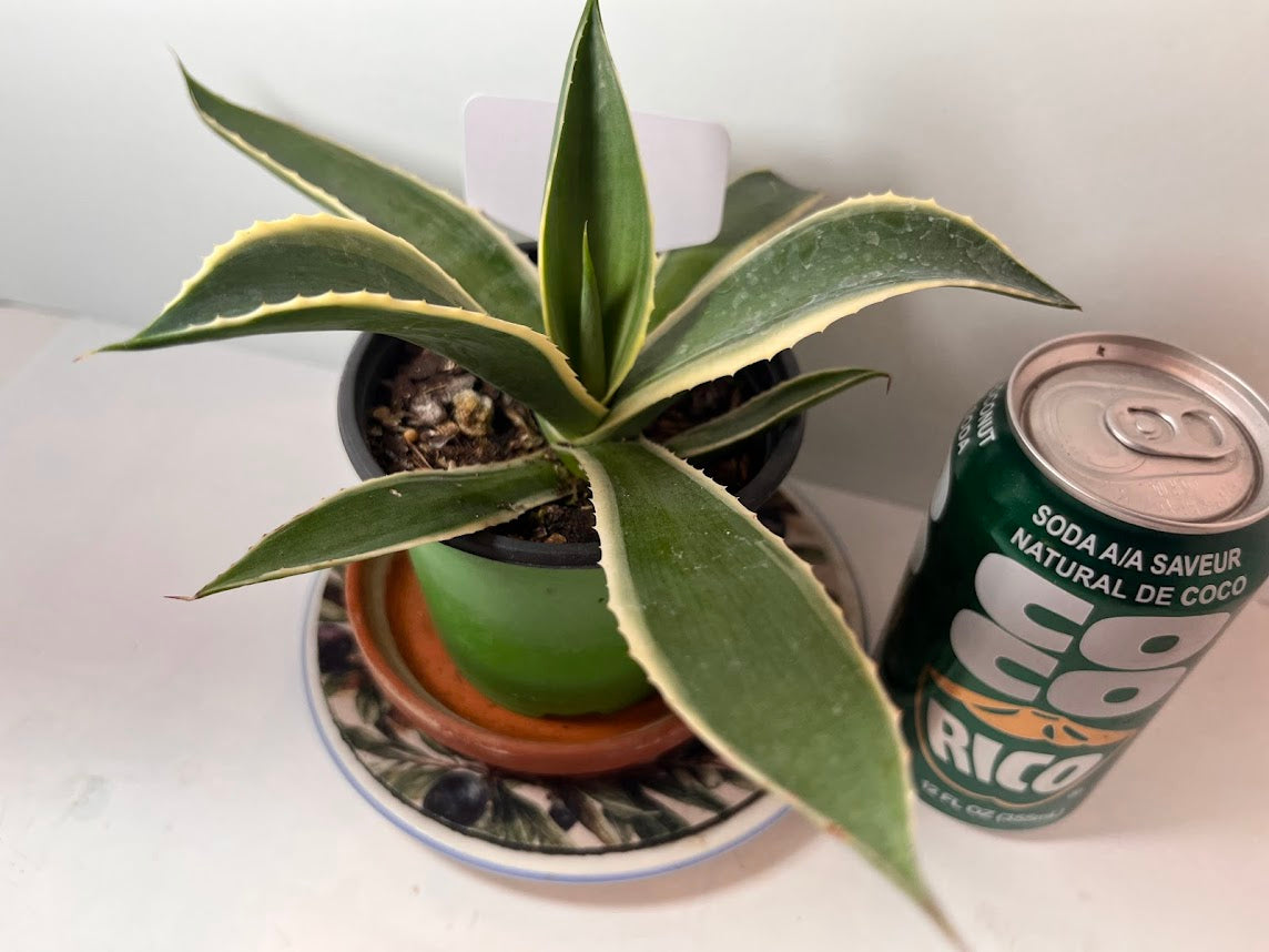 Variegated Century Agave Plant potted I Drought Tolerant Succulent I Only one