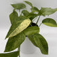 Pothos Jungle Mint