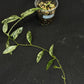 Hoya Lima Silver (#1), attracting small silver long leaves, rare hoya