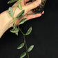 Hoya Lima Silver (#1), attracting small silver long leaves, rare hoya