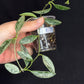 Hoya Lima Silver (#1), attracting small silver long leaves, rare hoya