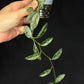 Hoya Lima Silver (#1), attracting small silver long leaves, rare hoya