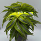 Dracaena 'Lemon Surprise'