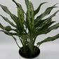 Aglaonema Juliette