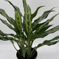 Aglaonema Juliette