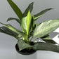 Aglaonema Silverado