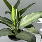Aglaonema Silverado