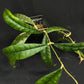 Hoya callistophylla, beautiful foliage