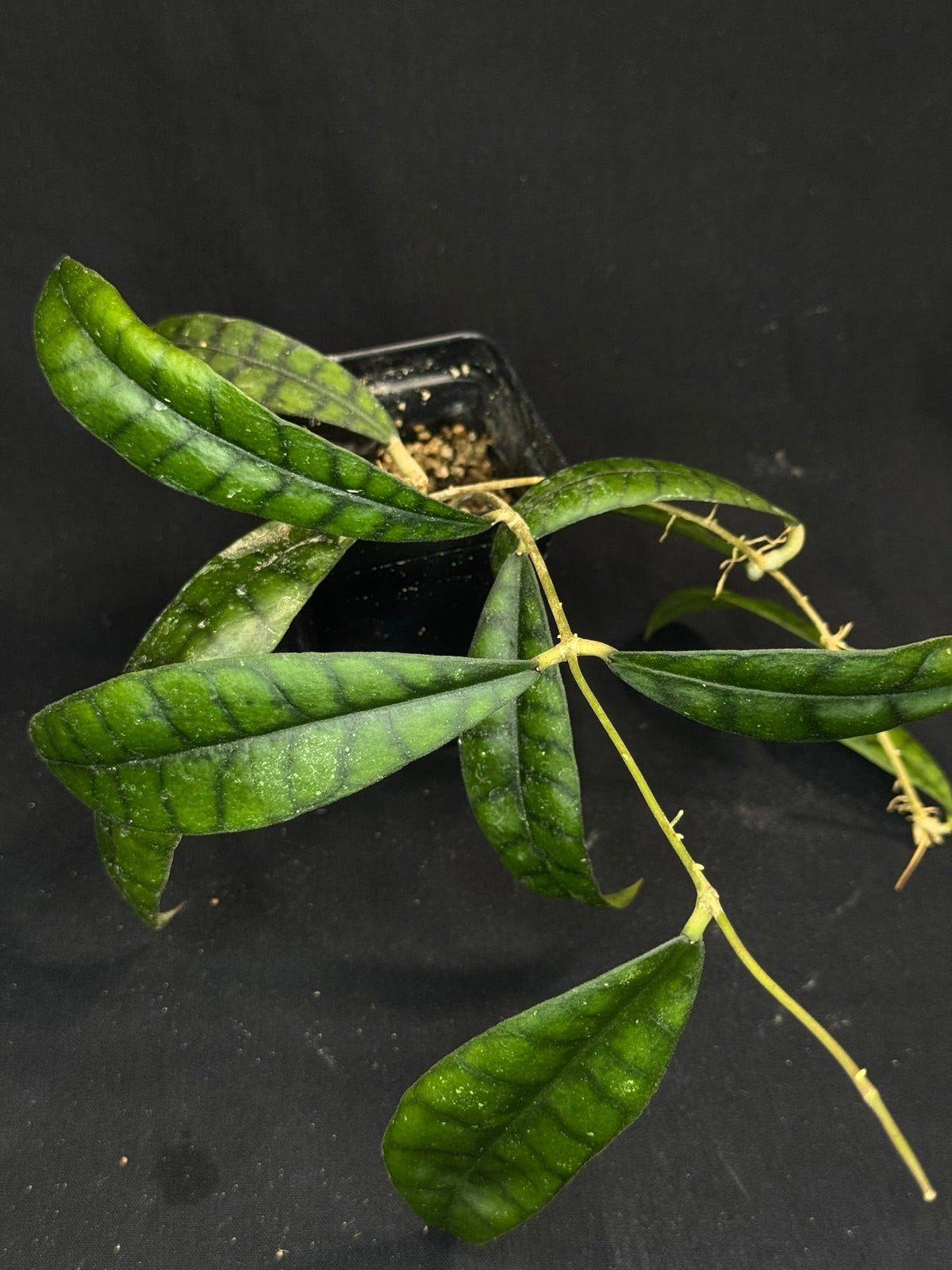 Hoya callistophylla, beautiful foliage