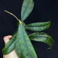 Hoya callistophylla, beautiful foliage
