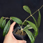 Hoya callistophylla, beautiful foliage