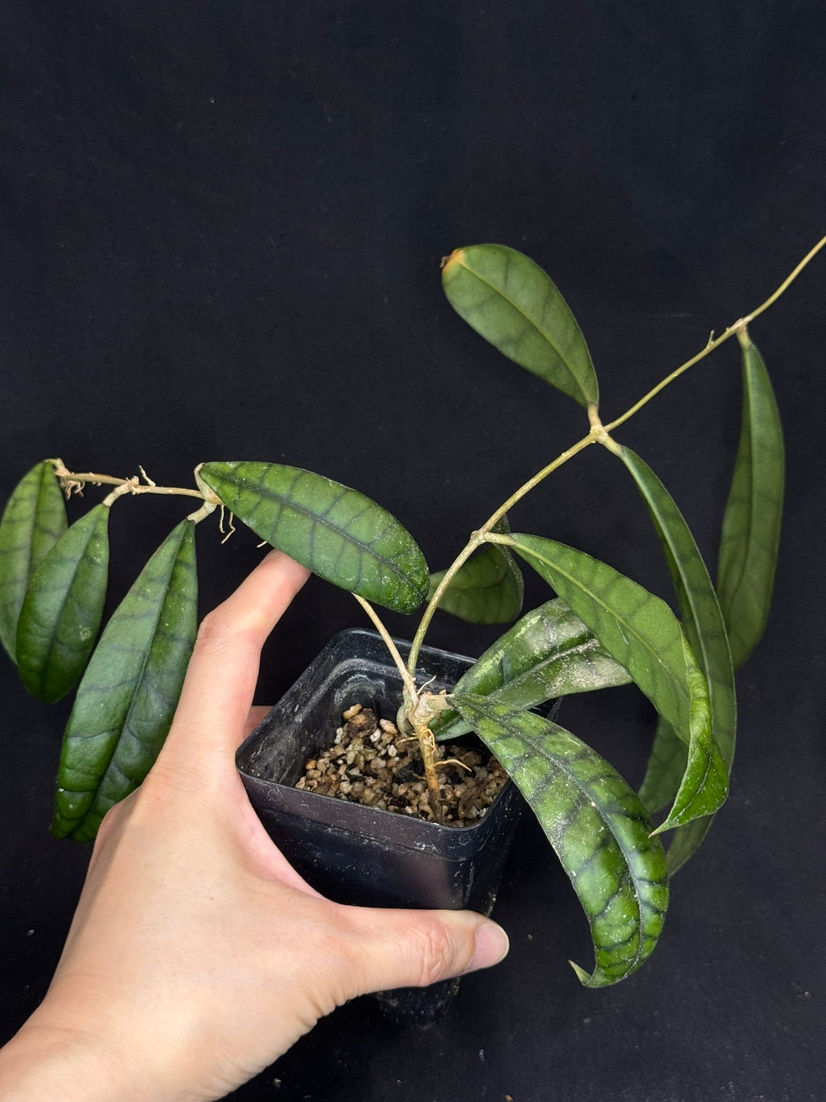 Hoya callistophylla, beautiful foliage