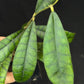 Hoya callistophylla, beautiful foliage