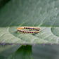 Serpentine Wrap Ring - Gold