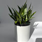 Sansevieria 'Silver Streak'