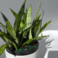 Sansevieria 'Silver Streak'