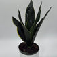 Sansevieria 'Fabi'