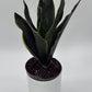 Sansevieria 'Fabi'