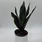 Sansevieria 'Fabi'