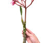 Plumeria Mex Pink Single | Fragrant Pink Tropical Flowers | House Plant Shop