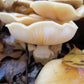 Nameko MycoGarden Fruiting Kit - (Pholiota nameko)