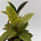 Variegated Zamioculcas 'Chameleon ZZ'