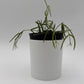 Hoya Linearis
