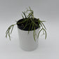 Hoya Linearis