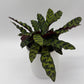 Calathea Lancifolia