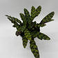 Calathea Lancifolia