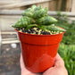 Snake Cylindrica Bonji | Pencil Cactus | Unique Low Maintenance Succulent | House Plant Shop