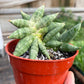 Snake Cylindrica Bonji | Pencil Cactus | Unique Low Maintenance Succulent | House Plant Shop
