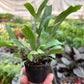 Fern 'Blue Star'