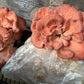 Pink Oyster MycoGarden Fruiting Kit  - (Pleurotus ostreatus)