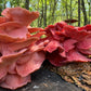 Pink Oyster MycoGarden Fruiting Kit  - (Pleurotus ostreatus)