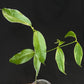 Hoya Buotti Albomarginata, nice water-color variegation
