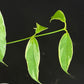 Hoya Buotti Albomarginata, nice water-color variegation