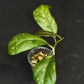 Hoya patcharawalai seedling by ice, rare