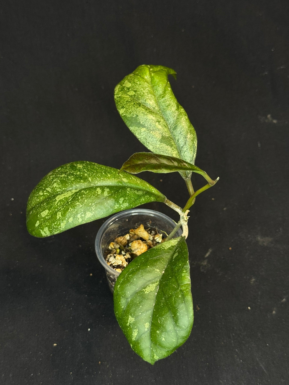Hoya patcharawalai seedling by ice, rare