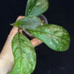 Hoya patcharawalai seedling by ice, rare