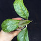 Hoya patcharawalai seedling by ice, rare
