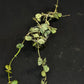Hoya curtisii Silver, silvery small leaves, rare