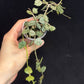 Hoya curtisii Silver, silvery small leaves, rare