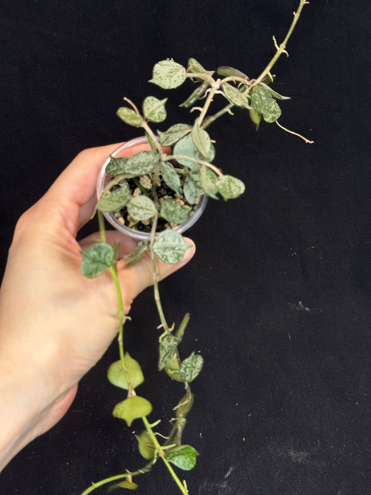Hoya curtisii Silver, silvery small leaves, rare