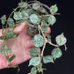 Hoya curtisii Silver, silvery small leaves, rare